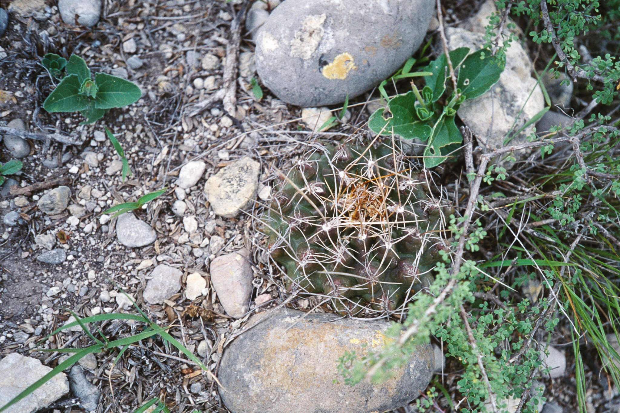 Image of Thelocactus tulensis (Polseg.) Britton & Rose