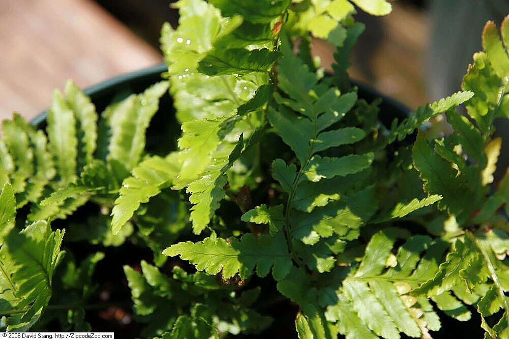 Image de Dryopteris erythrosora (D. C. Eat.) O. Kuntze