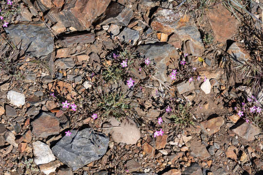 Image of fineflower gilia