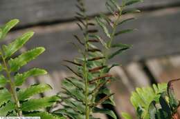 Plancia ëd Polystichum acrostichoides (Michx.) Schott