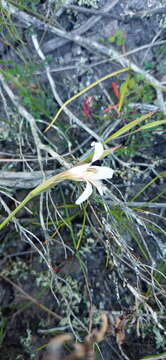 Gladiolus involutus D. Delaroche resmi