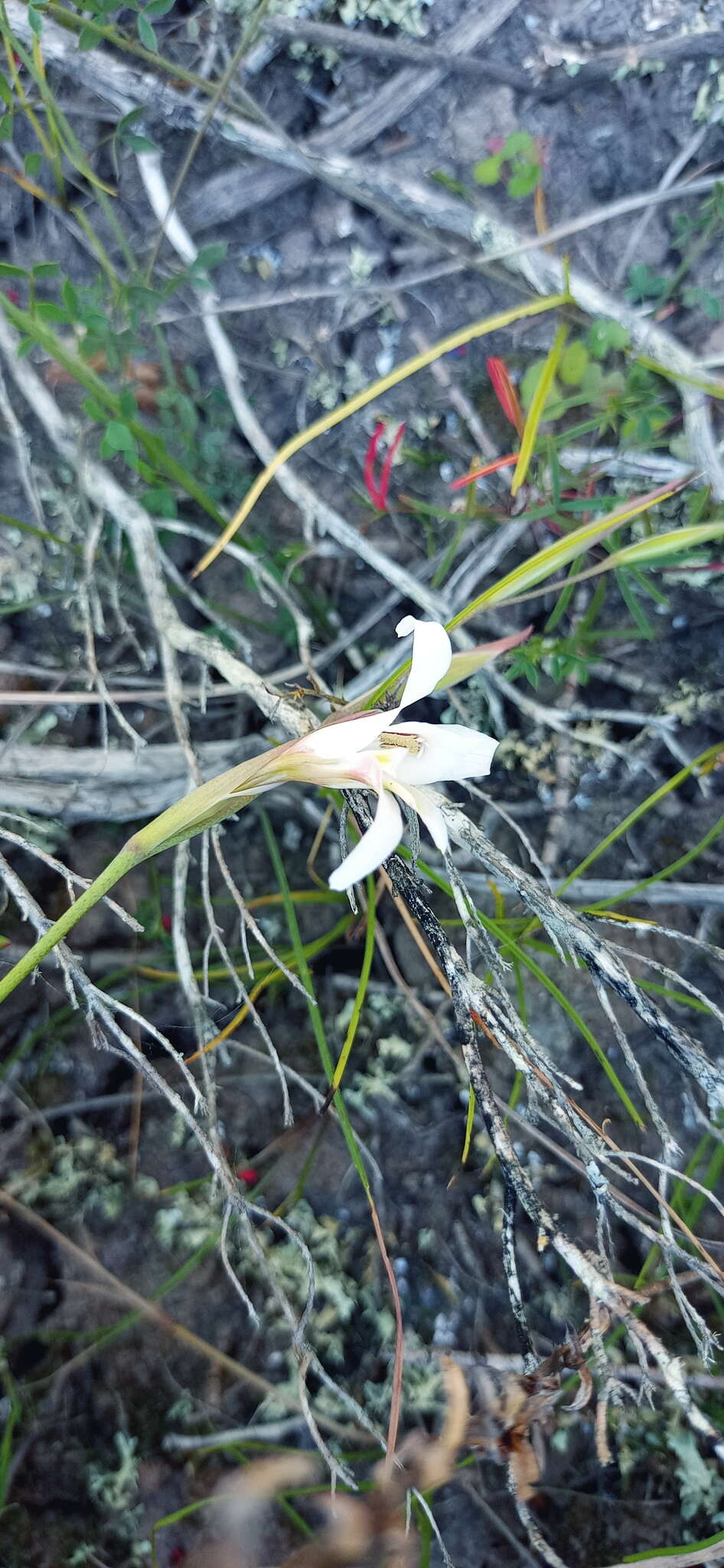 Image of Gladiolus involutus D. Delaroche