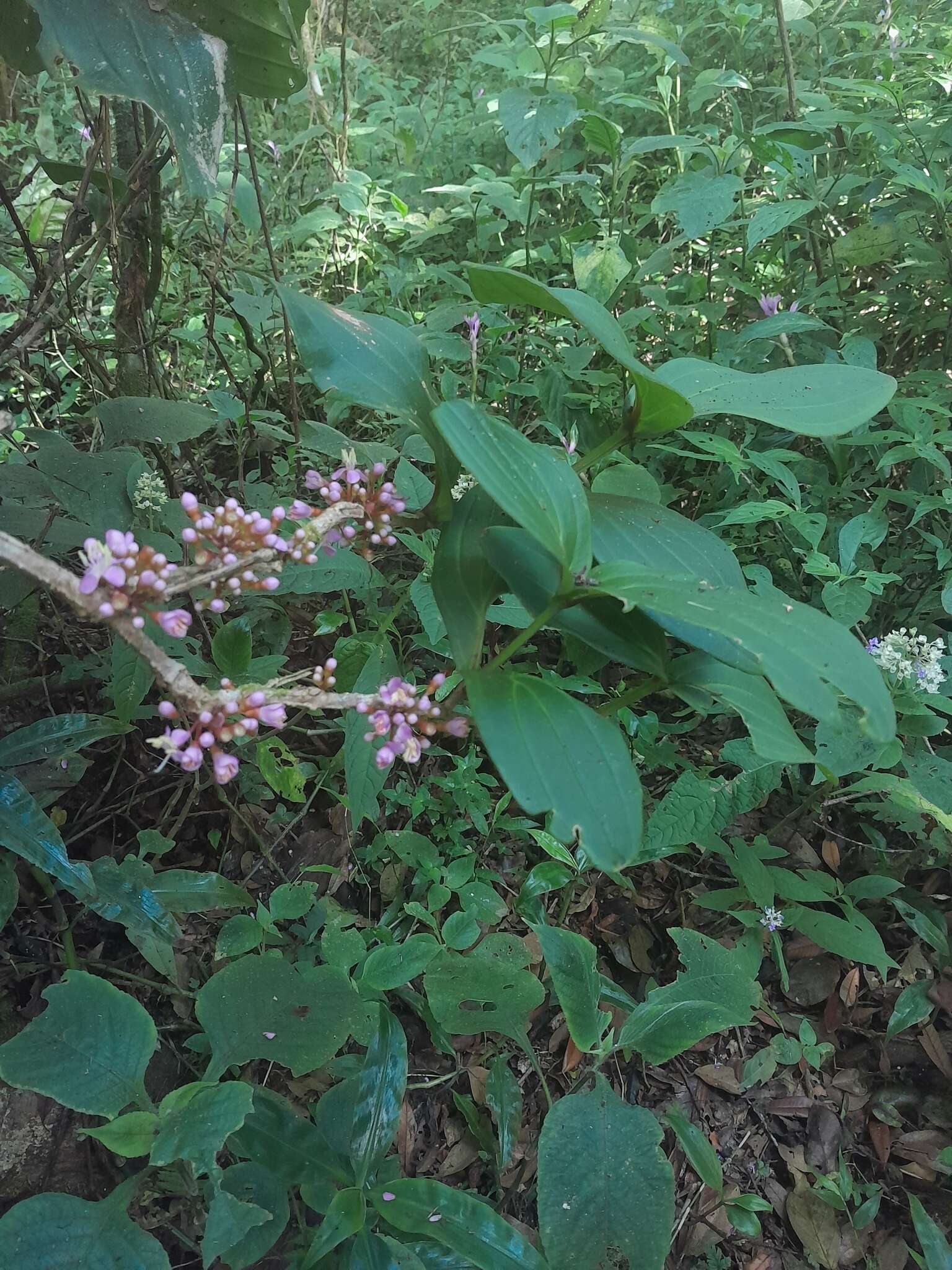 Image of Medinilla quadrangularis Jumelle & Perrier