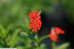 Слика од Silene chalcedonica (L.) E. H. L. Krause