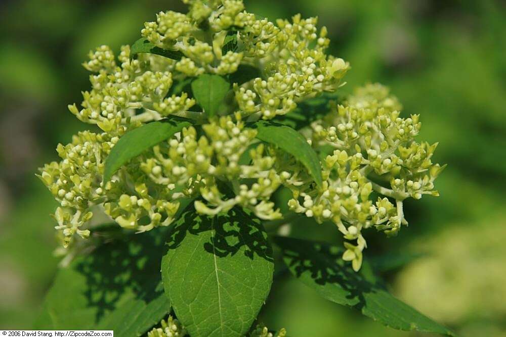 Image of panicled hydrangea