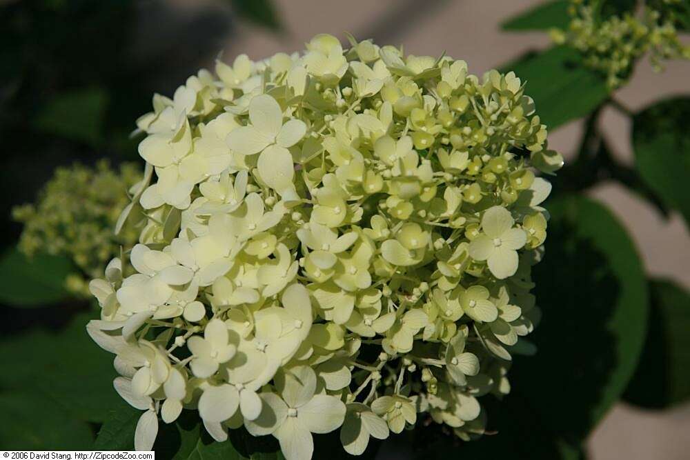 Image of panicled hydrangea