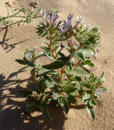 Image of Moltkiopsis ciliata (Forsk.) I. M. Johnst.