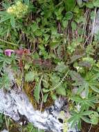 Image of beaked lousewort