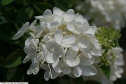 Image of panicled hydrangea