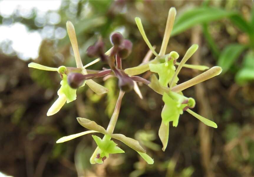 Image of green fly orchid