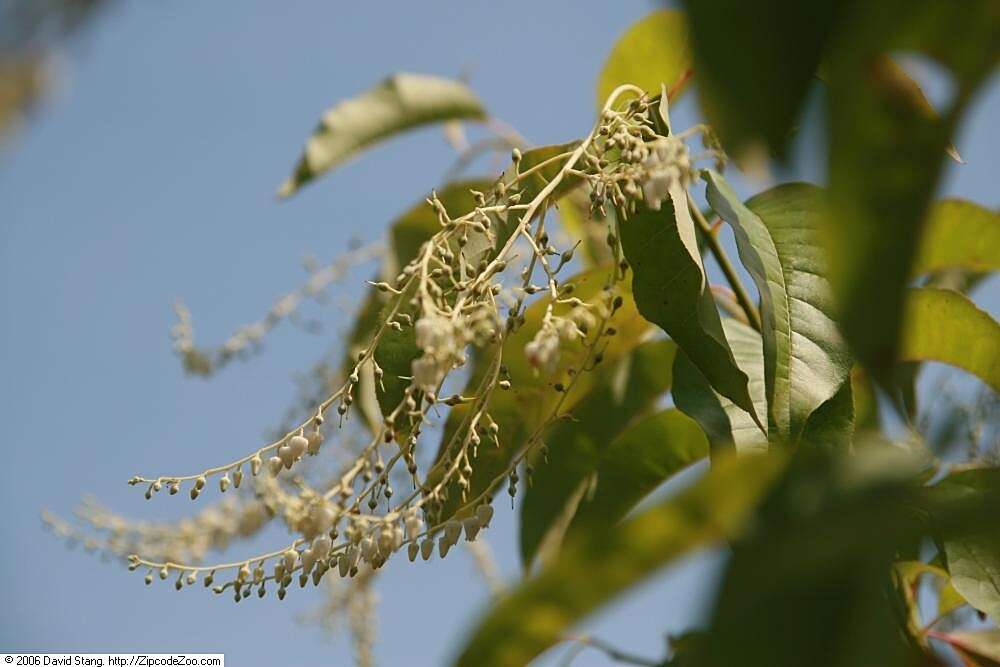 Image de Oxydendrum