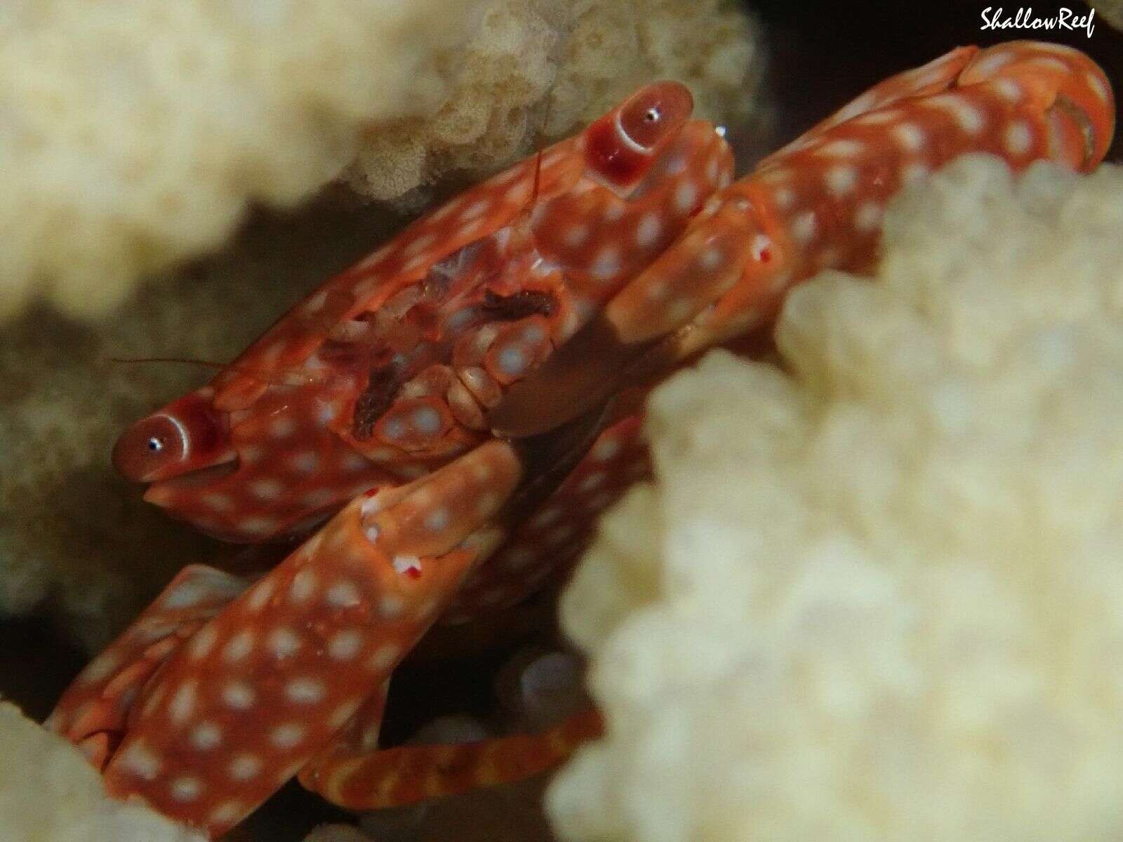 Image of yellow-spotted guard crab