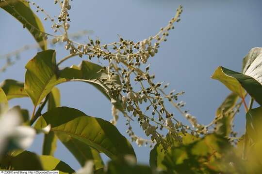 Image of sourwood