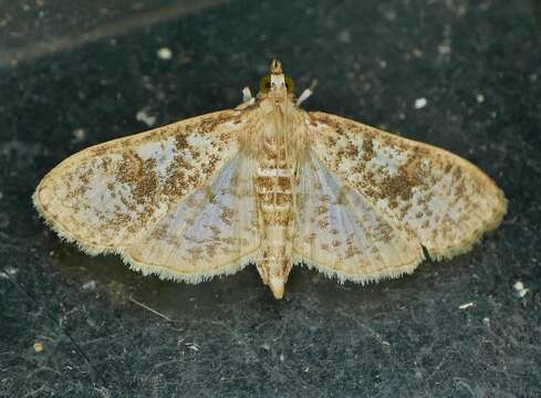 Image of Freeman's Palpita Moth