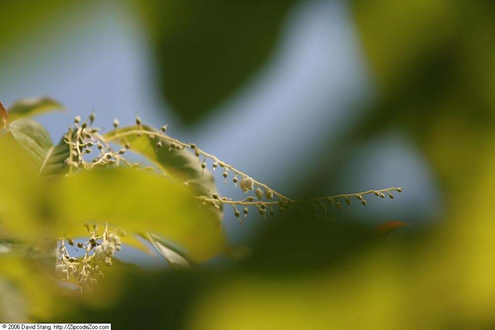 Image de Oxydendrum