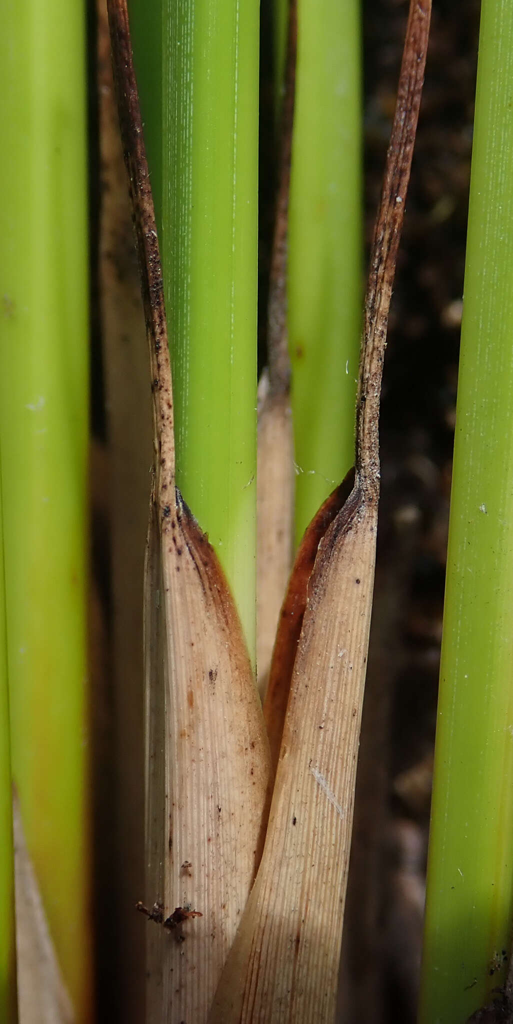 Image of Lepidosperma australe (A. Rich.) Hook. fil.