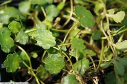 Image of Marsh Pennywort