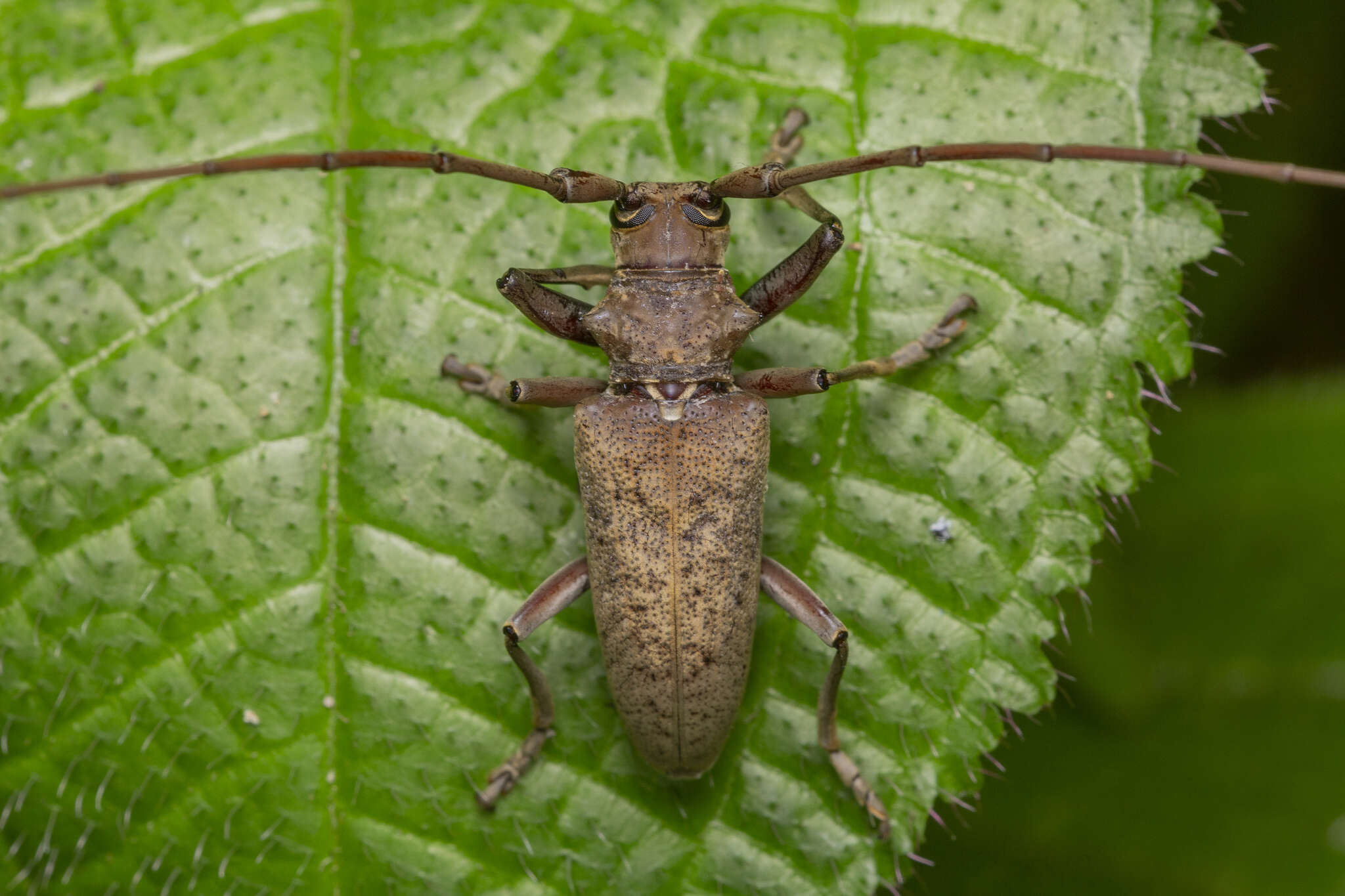 Image de Acalolepta rusticatrix (Fabricius 1801)