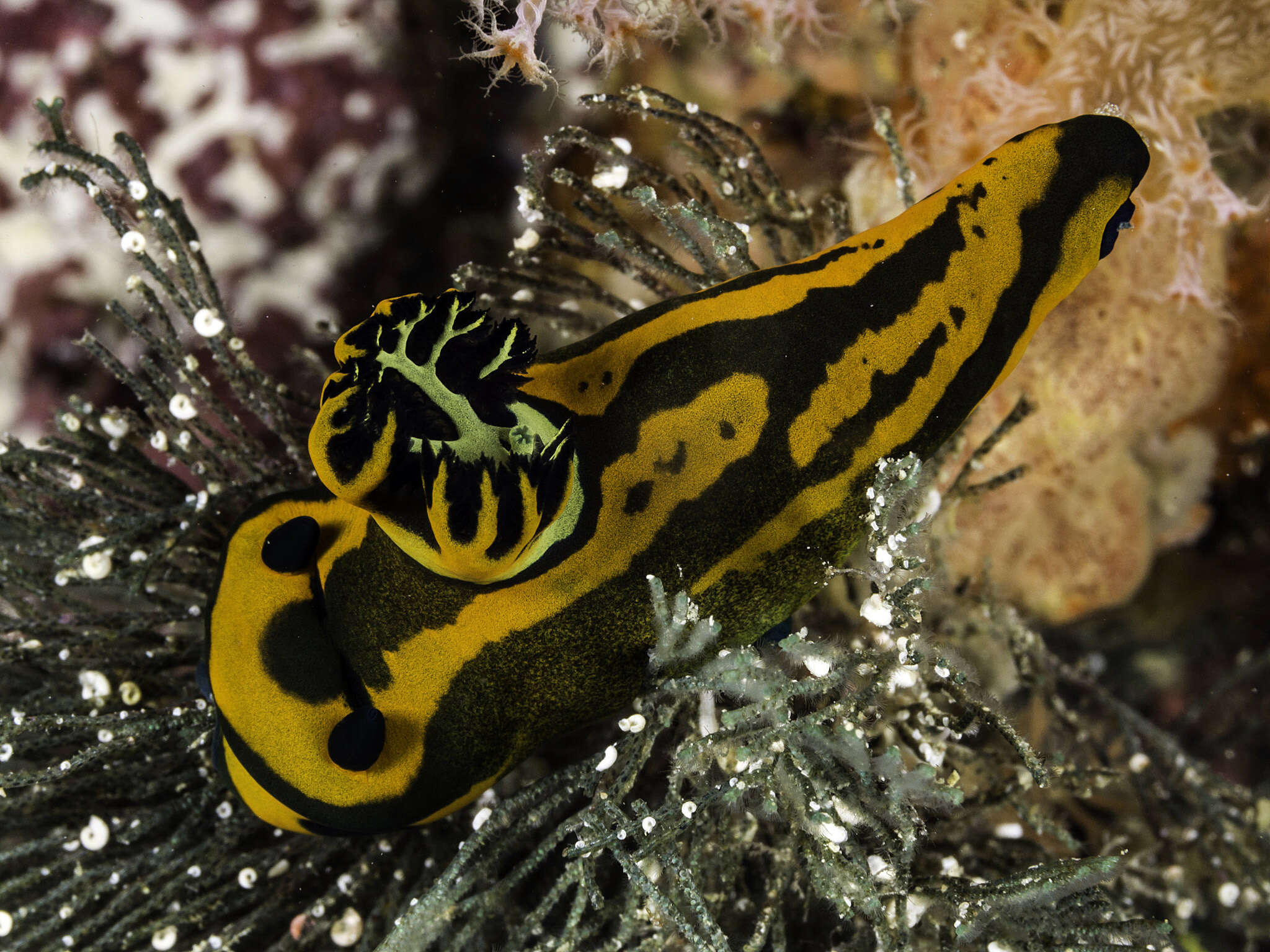 Image of Gold and olive lined slug