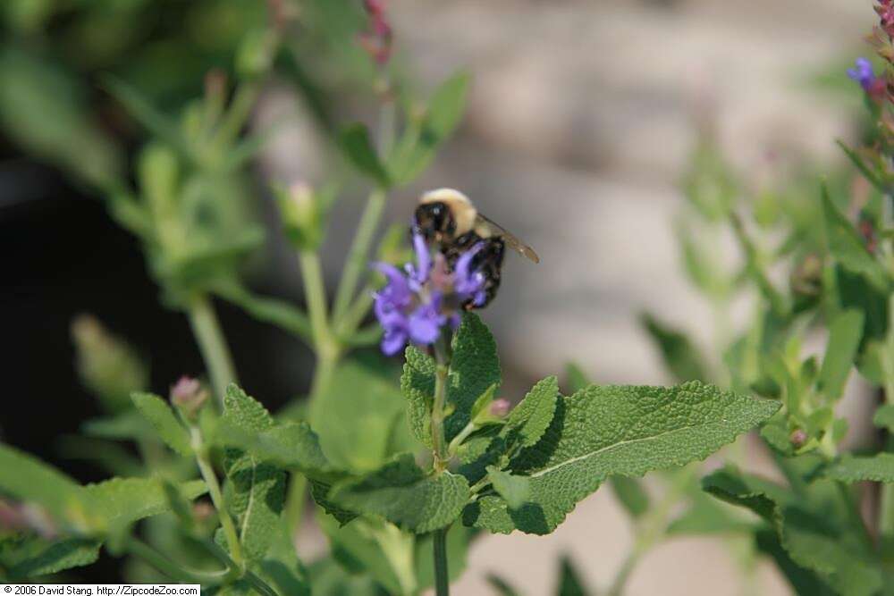 Imagem de Salvia nemorosa L.