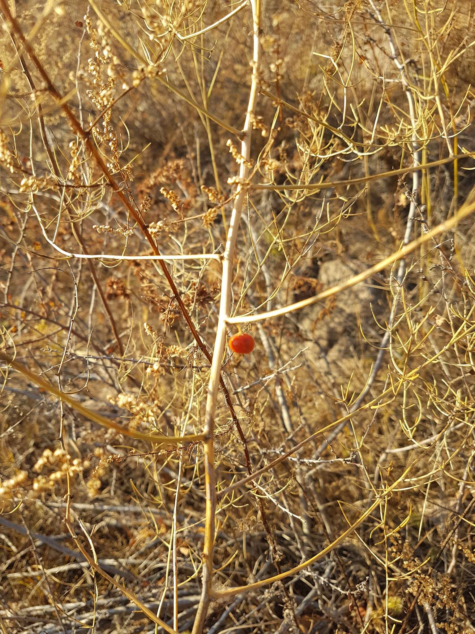 Image of Asparagus burjaticus Peschkova