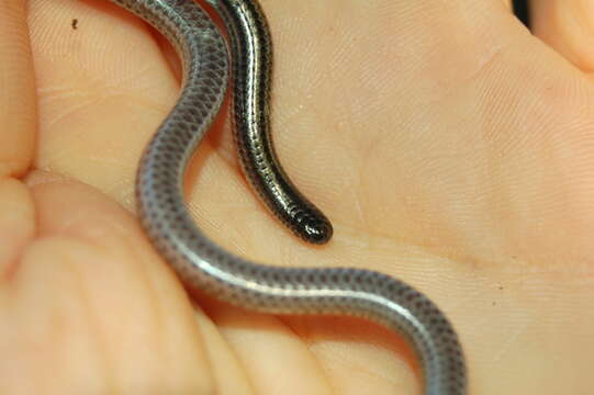 Image of Argentine Blind Snake