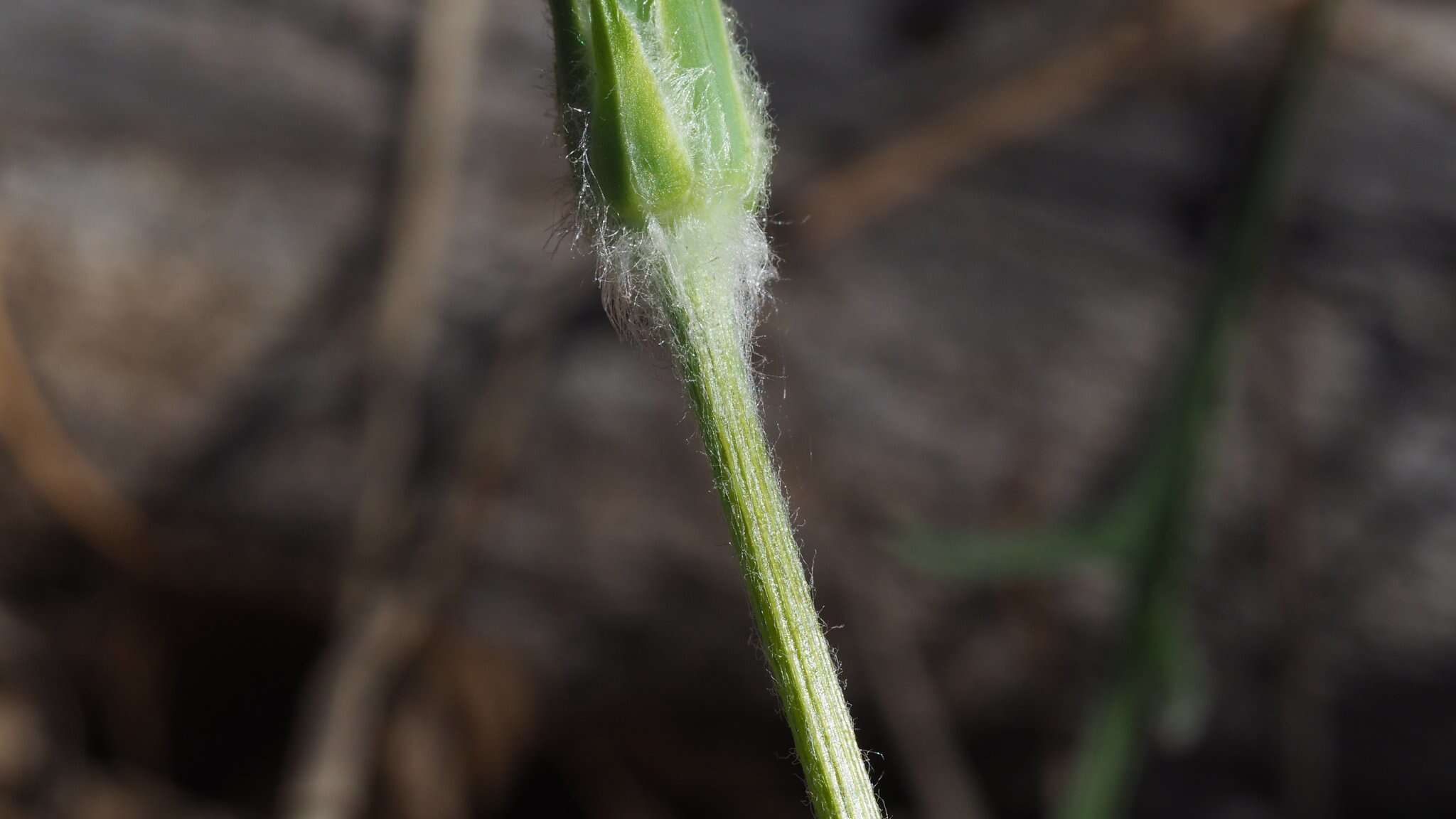 Plancia ëd <i>Agoseris <i>grandiflora</i></i> var. grandiflora