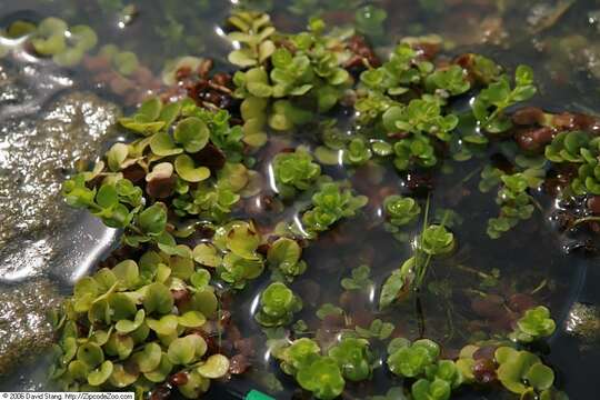 Image of creeping jenny