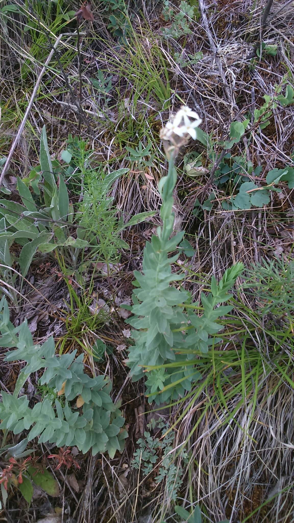 صورة Diarthron altaicum (Thieb.) Kit Tan