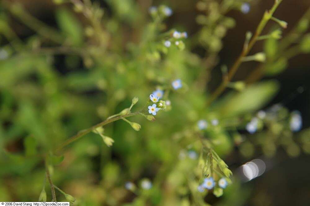 Image of true forget-me-not