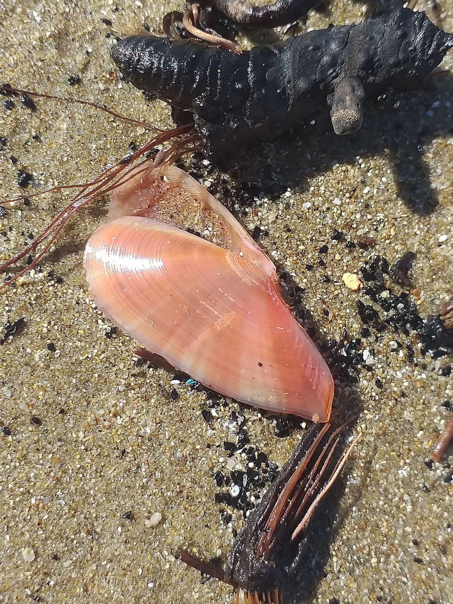 Image of Moerella pulchella (Lamarck 1818)