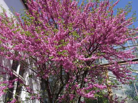 Image of Judas-tree