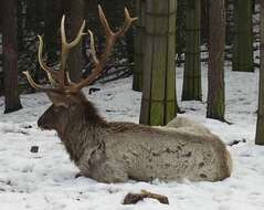 Image of Cervus canadensis sibiricus