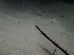 Image of Western crested pipefish