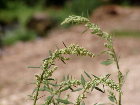 Imagem de Chenopodium album L.