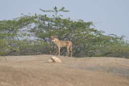 Image of Indian Wolf