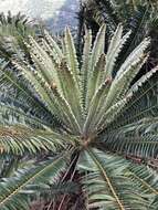 Image of Modjadji Cycad