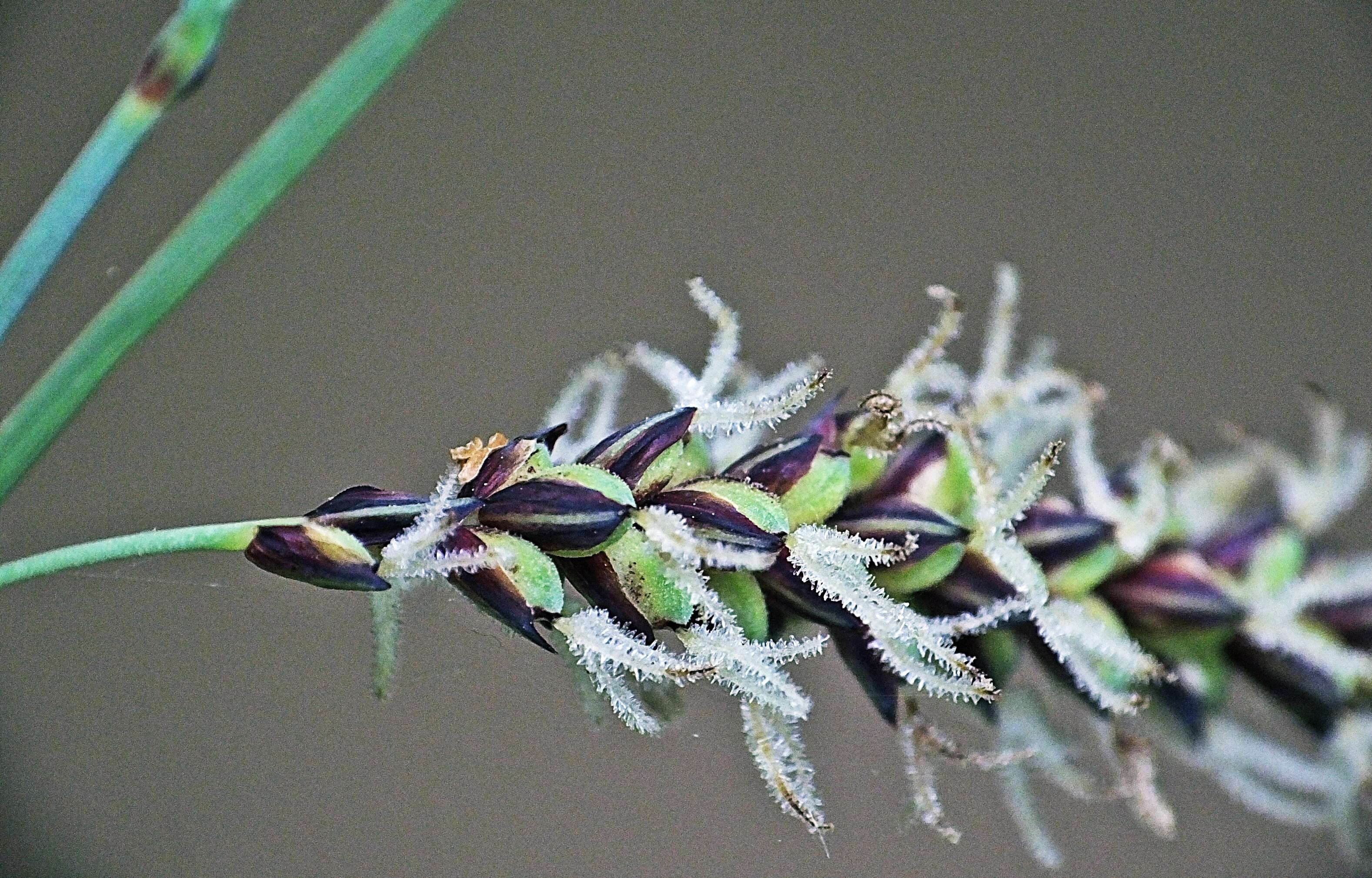 Image of carnation sedge