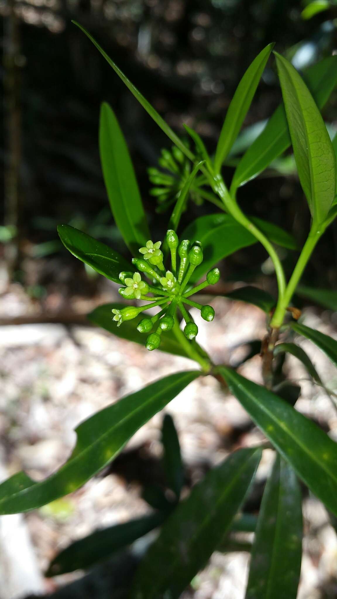 Sivun Peddiea involucrata Baker kuva