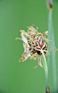 Image of carnation sedge