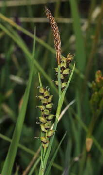 Image of carnation sedge