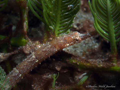 Image of Poey&#39;s pipefish