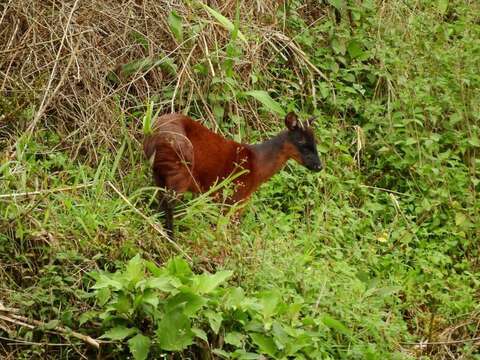 Image of Dwarf Red Brocket