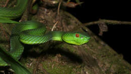 Image of Trimeresurus sabahi toba David, Petri, Vogel & Doria 2009