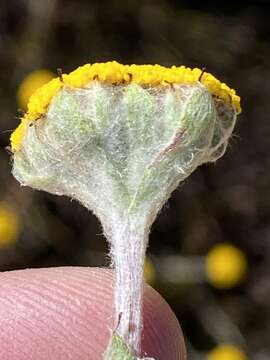 Image of Helichrysum catipes (DC.) Harv.