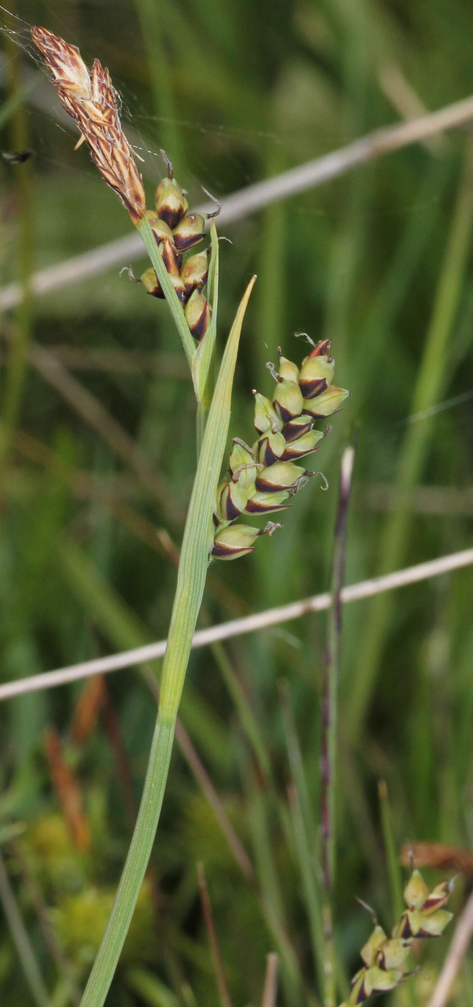 Image of carnation sedge