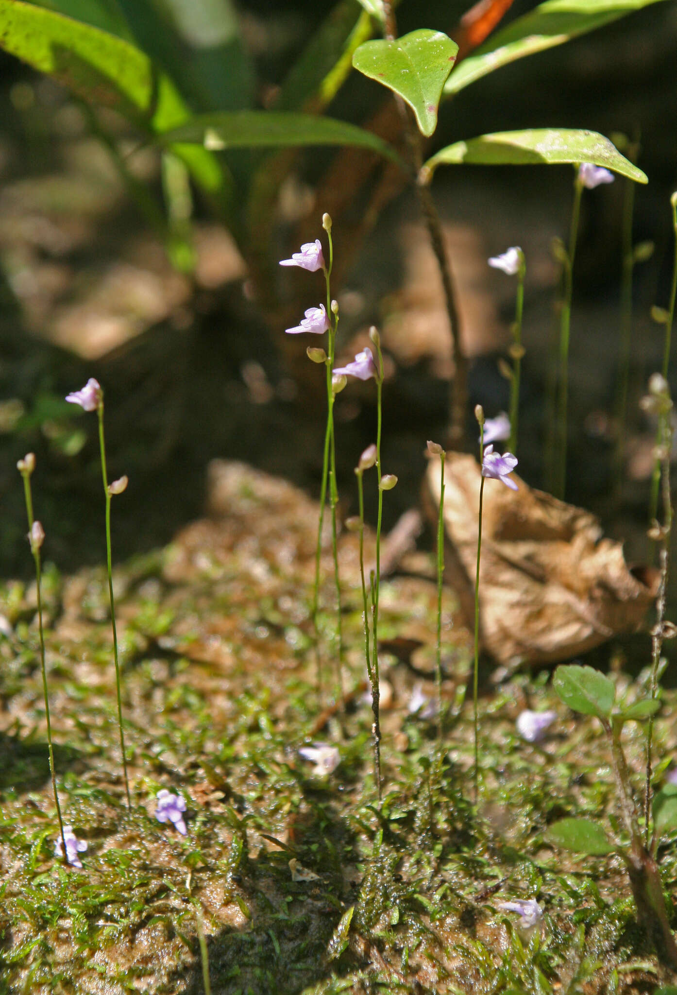 Image of Utricularia geoffrayi Pellegr.