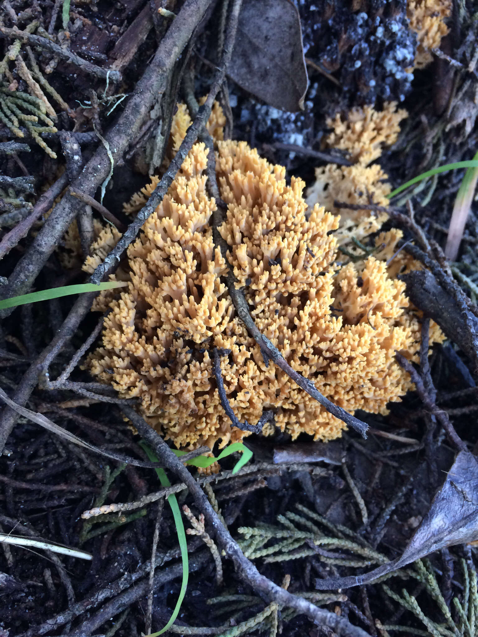 Image de Phaeoclavulina myceliosa