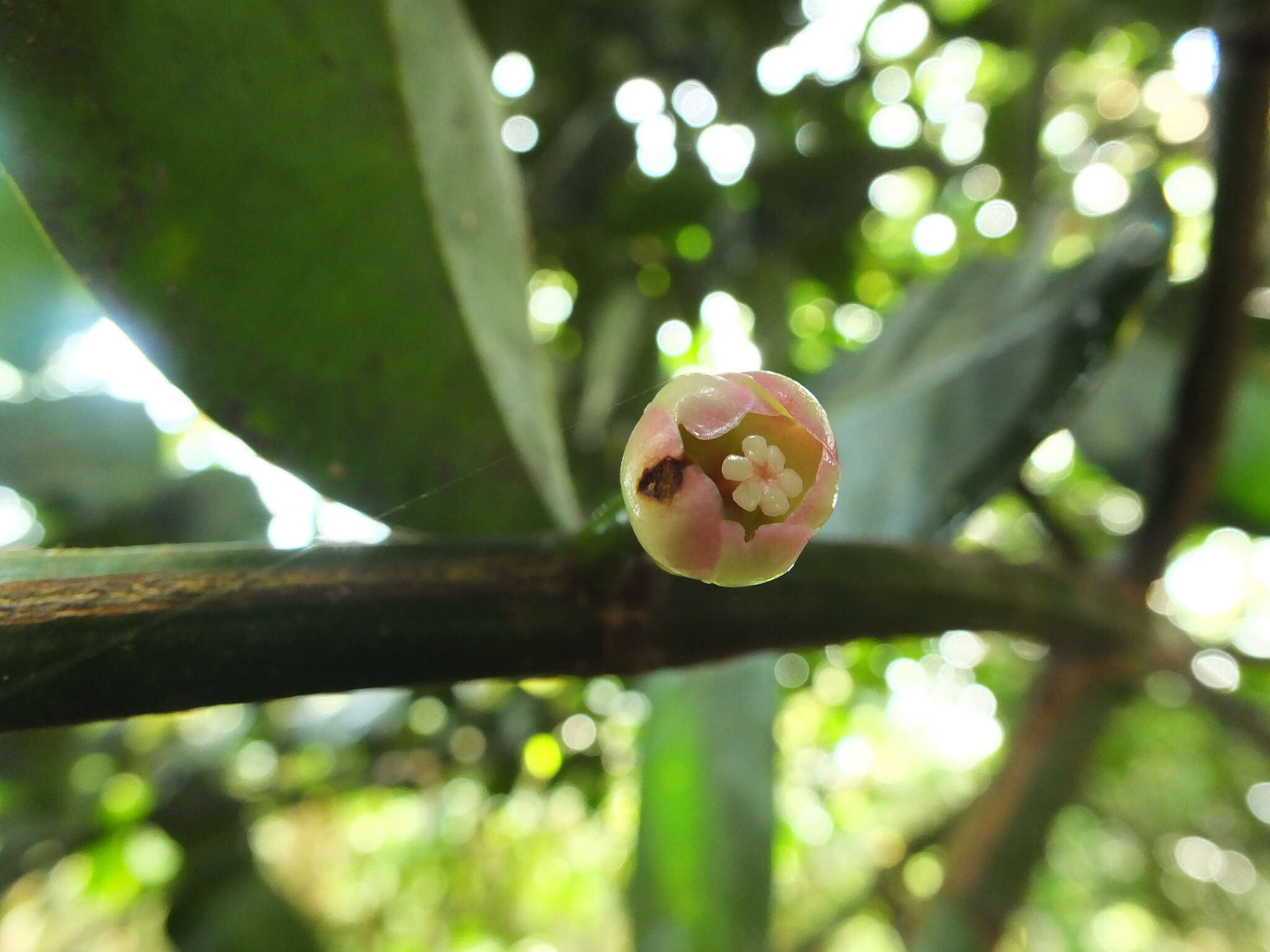 Image of Garcinia talbotii Raiz.