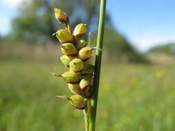 Image of carnation sedge